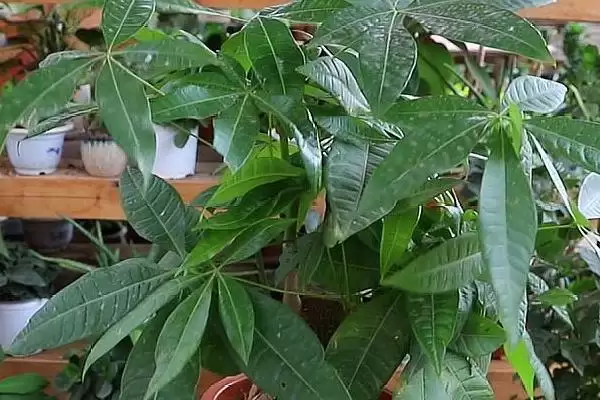 发财树播种繁殖方法,发财树如何进行播种繁殖的操作插图2 发财树播种繁殖方法,发财树如何进行播种繁殖的操作插图2