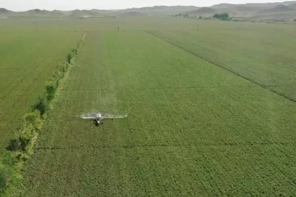 常用氟节胺矮壮素多效唑棉花免打顶剂药种类插图7