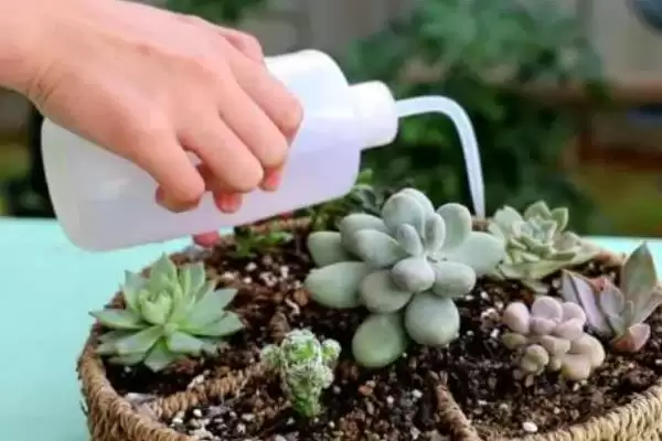 多肉植物种类划分,多肉植物有哪些常见的种类类型划分插图13