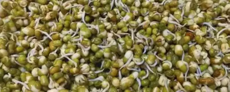 发绿豆芽如何准备健康饱满绿豆？-会东网