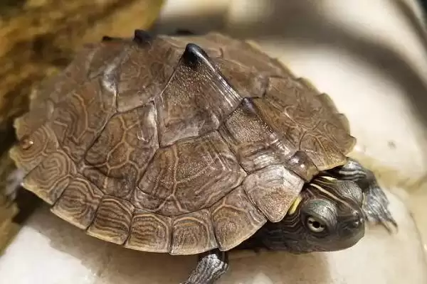 擦药时怎样让乌龟伸出头呢,擦药时如何让乌龟伸出头插图1 擦药时怎样让乌龟伸出头呢,擦药时如何让乌龟伸出头插图1