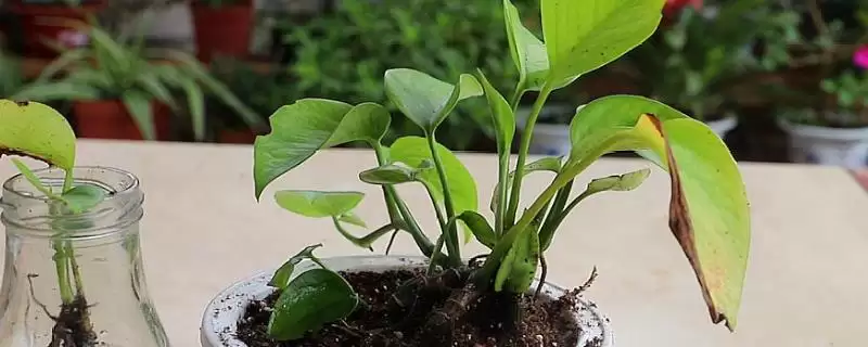 白掌的繁殖方式,白掌的繁殖方法有哪些种类-会东网