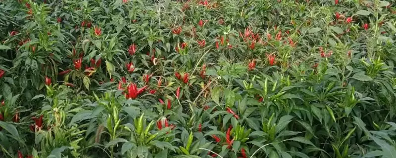 朝天椒的种植技术和方法是怎样呢,朝天椒的种植技术插图 朝天椒的种植技术和方法是怎样呢,朝天椒的种植技术插图