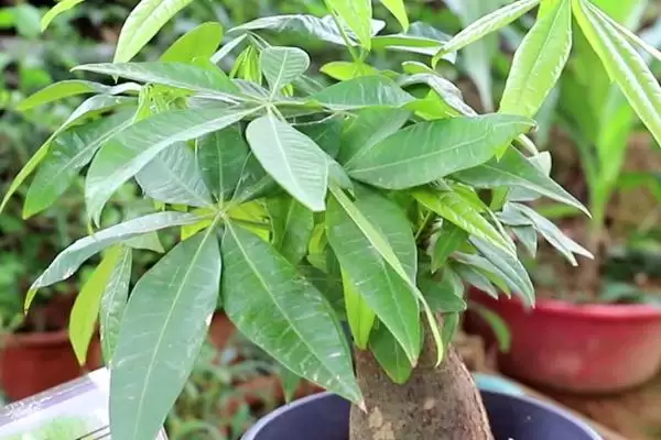 发财树的植物属性,发财树是一种怎样的常绿乔木植物插图3