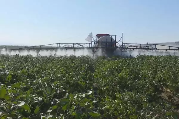 常用氟节胺矮壮素多效唑棉花免打顶剂药种类插图6