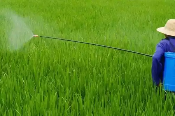 打了除草剂后多久会见到效果,打了除草剂多久见效插图4