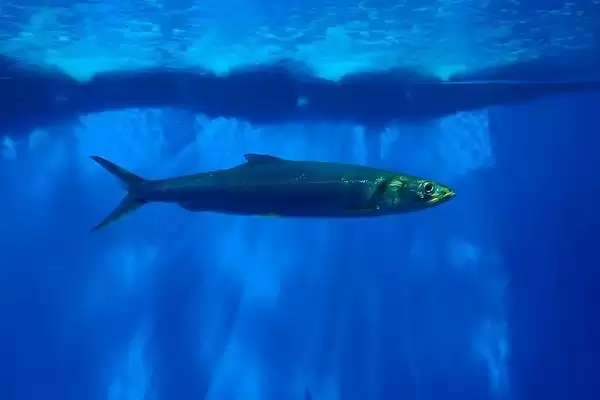 大海鲢是一种怎样的鱼类呢,大海鲢是什么插图3
