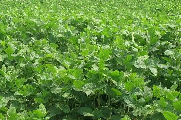 龙垦3401大豆种子在适应区何时播种？插图2