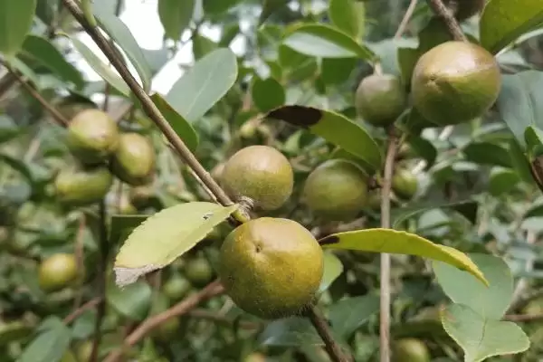 大果寒露2号油茶有什么特点呢,大果寒露2号油茶插图3