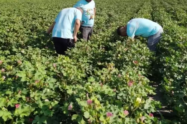 生育期134天鄂杂棉11F1种子详细信息全介绍插图1 生育期134天鄂杂棉11F1种子详细信息全介绍插图1