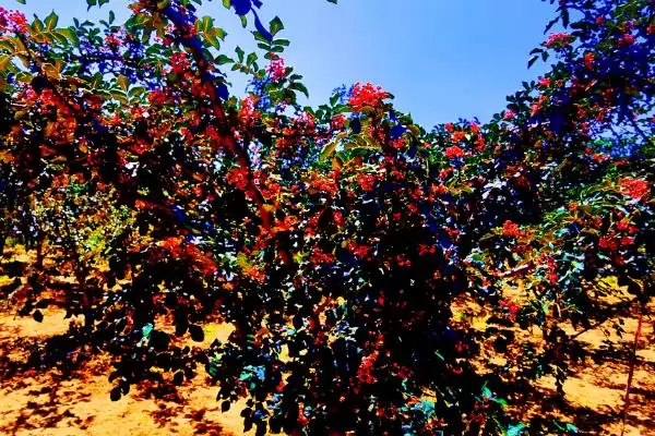 大门口可不可以种植花椒树呢,大门口能不能种花椒树插图2