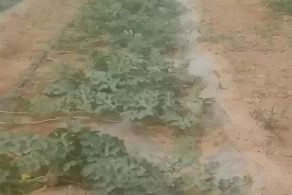 大棚多膜覆盖西瓜的栽培方法是,大棚多膜覆盖西瓜的栽培方法插图8