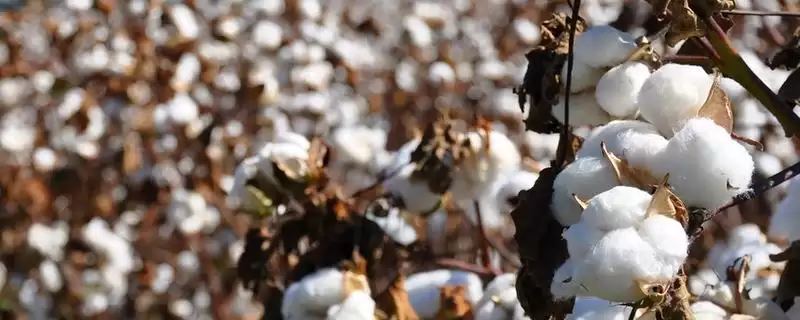 棉花滴灌不同肥料滴施方式不同施肥方法解析-会东网