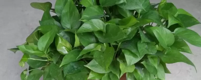 绿萝在春季隔多久浇一次水比较合适？-会东网