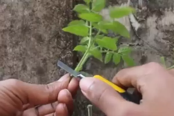 番茄苗嫁接的植物,番茄苗能嫁接哪些种类的植物作物插图3 番茄苗嫁接的植物,番茄苗能嫁接哪些种类的植物作物插图3