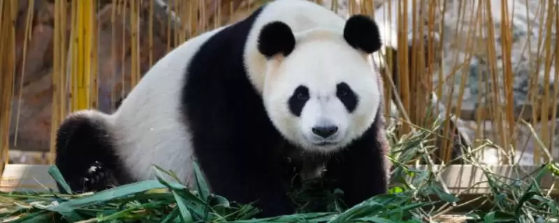 大熊猫尾巴的颜色情况,大熊猫的尾巴的颜色是什么颜色-会东网