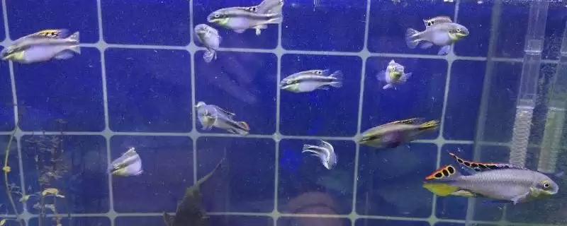 大鱼吞食小鱼苗的情况分析,大鱼会不会吃小鱼苗在什么情况下-会东网
