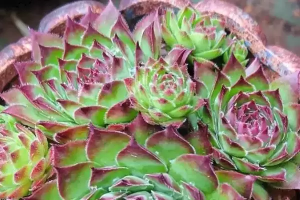 多肉植物种类划分,多肉植物有哪些常见的种类类型划分插图2