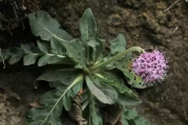 倒心形叶子的植物种类,倒心形叶子植物有哪些常见的种类插图10