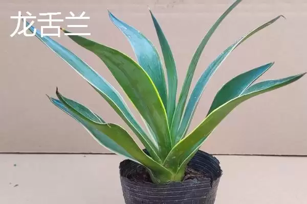不怕太阳晒的盆栽植物有哪些呢,不怕太阳晒的盆栽植物有哪些插图9 不怕太阳晒的盆栽植物有哪些呢,不怕太阳晒的盆栽植物有哪些插图9