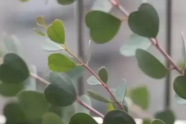 倒心形叶子的植物种类,倒心形叶子植物有哪些常见的种类插图2