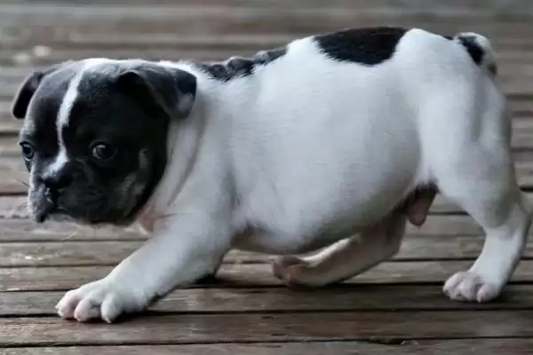 斗牛犬的种类划分,斗牛犬的种类在不同国家有何特点插图3