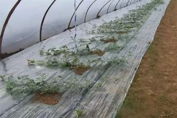 大棚多膜覆盖西瓜的栽培方法是,大棚多膜覆盖西瓜的栽培方法插图3