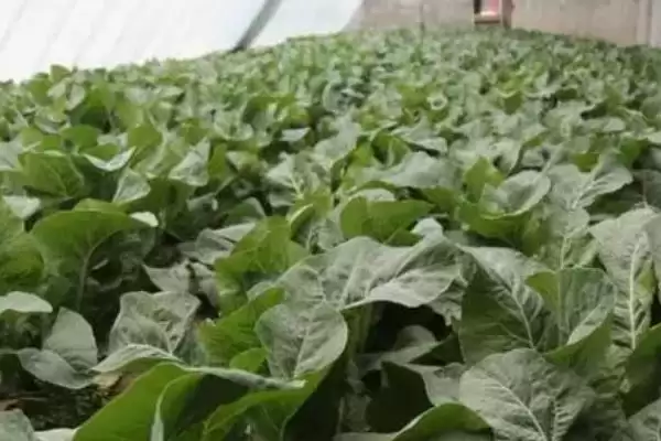 如何避免大棚蔬菜出现弱光症,大棚蔬菜弱光症的避免措施插图2