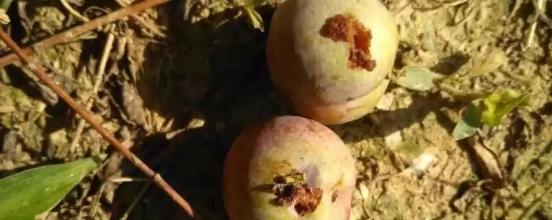 李子食心虫会造成果实内部怎样的危害症状?-会东网