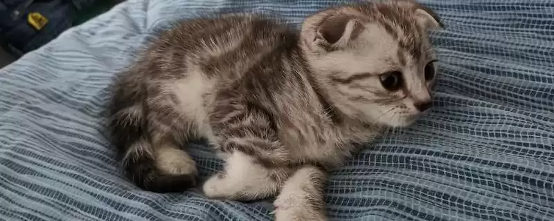 对猫毛过敏者养猫情况,对猫毛过敏的人能不能进行养猫-会东网