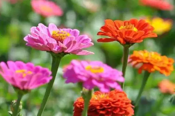 百日草花语传说,百日草有什么花语与传说故事插图1