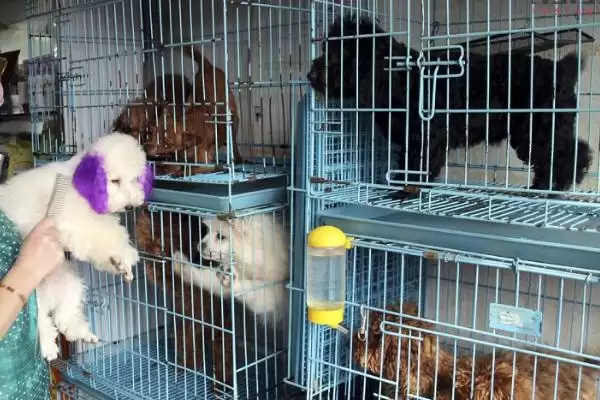 宠物养殖能不能赚钱及情况分析,宠物养殖能赚钱吗插图1 宠物养殖能不能赚钱及情况分析,宠物养殖能赚钱吗插图1