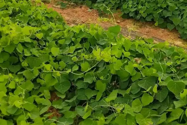 防己的种植时间,防己一般在什么时候进行种植插图2
