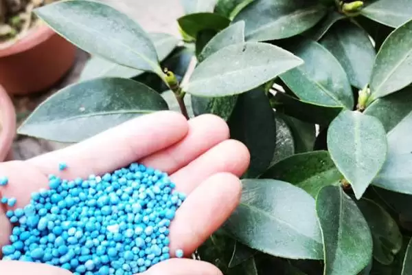 茶梅的养殖方法和要点有哪些呢,茶梅怎么养插图6