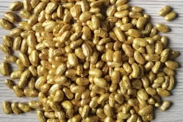 秋豆角在北方通常何时进行种植？插图4