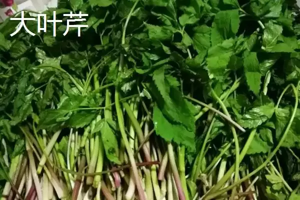 大叶芹和小叶芹的区别分析,大叶芹和小叶芹有哪些方面的区别插图1