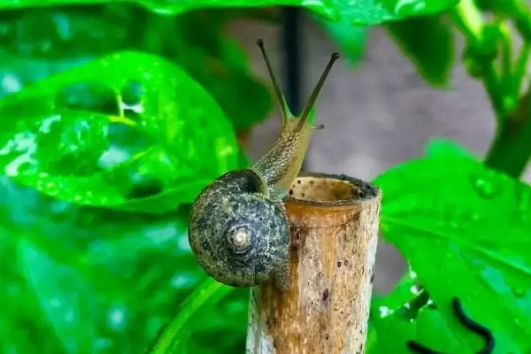 地里蜗牛的去除方法措施,地里蜗牛太多如何进行去除插图1
