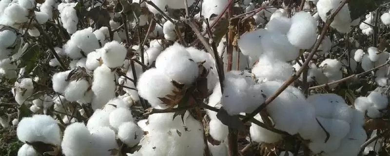 棉花打顶后3到5天左右打缩节胺时间全解析-会东网