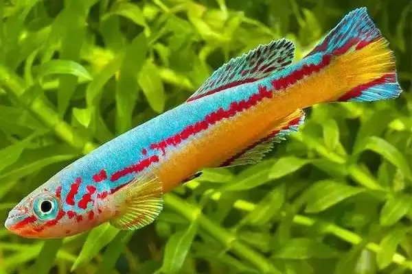 粉红佳人鳉鱼饲养,粉红佳人鳉鱼好不好养和饲养难度插图1 粉红佳人鳉鱼饲养,粉红佳人鳉鱼好不好养和饲养难度插图1