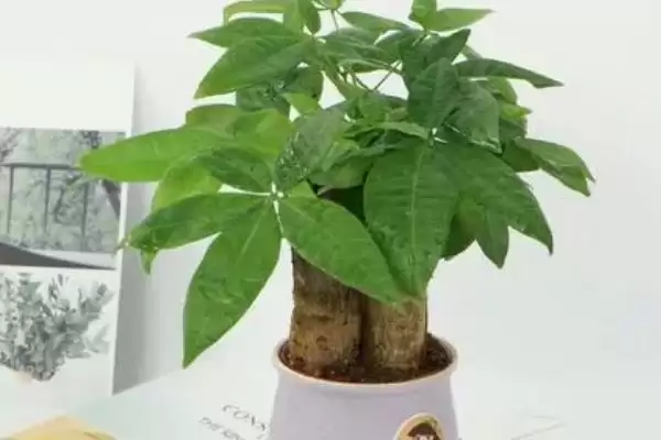 发财树播种繁殖方法,发财树如何进行播种繁殖的操作插图3 发财树播种繁殖方法,发财树如何进行播种繁殖的操作插图3
