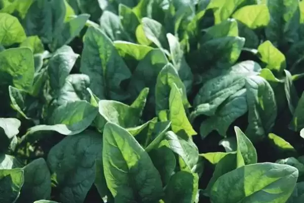 菠菜枯萎病要怎么进行防治呢,菠菜枯萎病怎么防治插图3