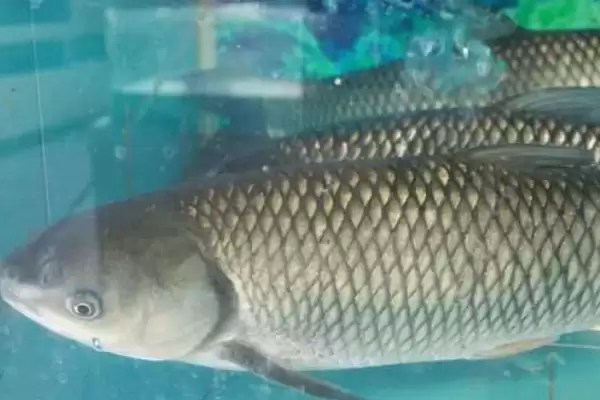 草鱼的繁殖方法和过程是怎样呢,草鱼怎么繁殖插图3 草鱼的繁殖方法和过程是怎样呢,草鱼怎么繁殖插图3