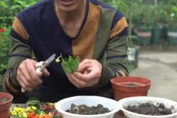 菠萝铁树的夏季养殖技巧有哪些呢,菠萝铁树的夏季养殖技巧插图5