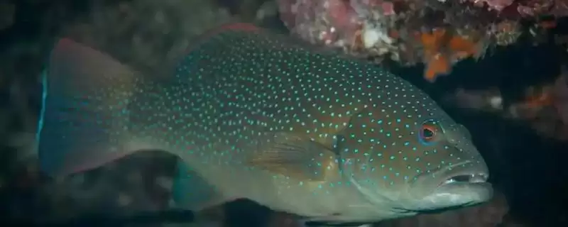 石斑鱼主要产地有哪些省份地区?-会东网