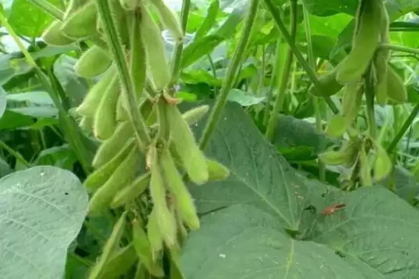 天隆一号大豆种子平均生育期几天？插图1