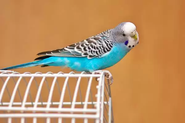 冬天虎皮鹦鹉笼舍垫棉絮保暖详细方法全解析插图1 冬天虎皮鹦鹉笼舍垫棉絮保暖详细方法全解析插图1