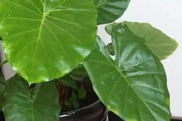 滴水观音冬天的养殖方法,滴水观音冬天怎么进行养殖管理插图1