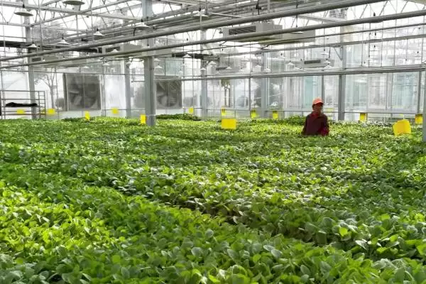 如何避免大棚蔬菜出现弱光症,大棚蔬菜弱光症的避免措施插图3