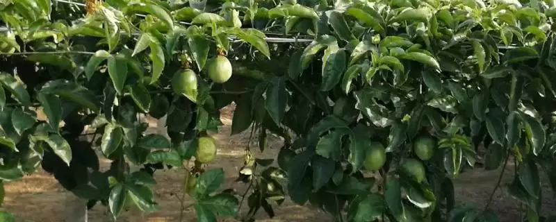百香果在中国的产地,百香果在中国产地是哪里-会东网