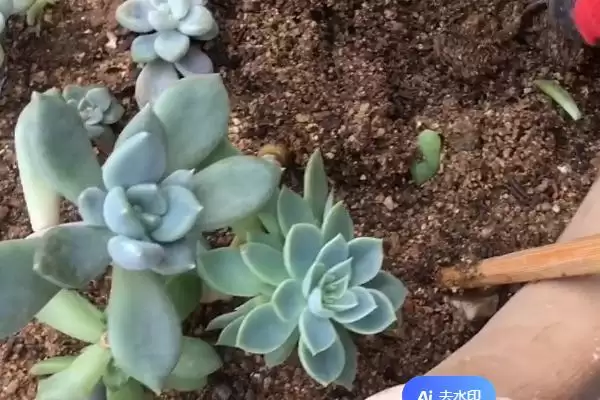 多肉换盆的方式时间,多肉换盆方式在何时进行比较适宜插图1